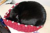 Click image for larger version

Name:	Nuala asleep in the fabric basket.JPG
Views:	759
Size:	361.6 KB
ID:	411923