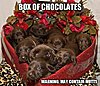 Click image for larger version

Name:	Box of Chocolates.jpg
Views:	4659
Size:	109.1 KB
ID:	412093