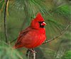 Click image for larger version

Name:	cardinal.jpg
Views:	443
Size:	5.2 KB
ID:	417032