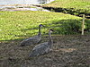 Click image for larger version

Name:	Cranes.JPG
Views:	651
Size:	43.3 KB
ID:	418316