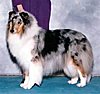 Click image for larger version

Name:	blue merle collie.jpg
Views:	263
Size:	10.1 KB
ID:	418359