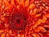 Click image for larger version

Name:	Chrysanthemum.jpg
Views:	457
Size:	858.8 KB
ID:	418598