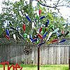 Click image for larger version

Name:	th.jpg  BOTTLE TREE.jpg
Views:	465
Size:	22.4 KB
ID:	436898