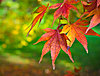 Click image for larger version

Name:	fall-leaf.jpg   FALL.jpg
Views:	424
Size:	612.0 KB
ID:	440254