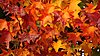 Click image for larger version

Name:	fall-colors-wallpaper.jpg
Views:	388
Size:	765.8 KB
ID:	440389