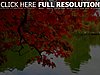 Click image for larger version

Name:	Fall-Autumn-Colors-Leaves-Mexicanwave-Wallpaper.jpg  FALL   FALL.jpg
Views:	411
Size:	94.5 KB
ID:	440642