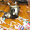 Click image for larger version

Name:	scrapcat.jpg
Views:	207
Size:	43.7 KB
ID:	440733