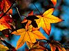 Click image for larger version

Name:	Fall-Leaves.jpg   FALL   FALL   FALL.jpg
Views:	432
Size:	101.3 KB
ID:	444390