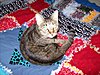 Click image for larger version

Name:	Kitty On New Quilt-Resized Copy.jpg
Views:	9920
Size:	1.23 MB
ID:	450233