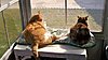 Click image for larger version

Name:	FurBabies in the sun.jpg
Views:	98
Size:	91.5 KB
ID:	458089