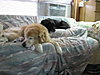 Click image for larger version

Name:	string quilt and big dogs 002.JPG
Views:	316
Size:	55.7 KB
ID:	460500