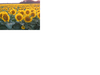 Click image for larger version

Name:	sunflowers.png
Views:	3589
Size:	1.19 MB
ID:	488403