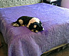 Click image for larger version

Name:	Purple Minky.jpg
Views:	3124
Size:	142.9 KB
ID:	494107