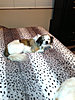 Click image for larger version

Name:	Minky quilt with Penny.jpg
Views:	3032
Size:	152.5 KB
ID:	494111