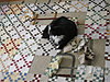 Click image for larger version

Name:	cat and a quilt.JPG
Views:	147
Size:	903.7 KB
ID:	494596