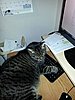 Click image for larger version

Name:	Tigger on computer.jpg
Views:	83
Size:	27.3 KB
ID:	512874