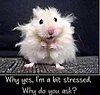 Click image for larger version

Name:	stressed 1.jpg
Views:	59
Size:	11.6 KB
ID:	517424
