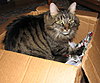 Click image for larger version

Name:	Missy in Box.jpg
Views:	181
Size:	88.4 KB
ID:	537592