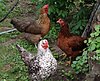 Click image for larger version

Name:	hens.jpg
Views:	43
Size:	139.2 KB
ID:	547761