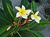 Click image for larger version

Name:	F Plumeria in Bloom.JPG
Views:	207
Size:	149.9 KB
ID:	555888