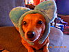 Click image for larger version

Name:	Easter puppy '17 001.jpg
Views:	2087
Size:	137.5 KB
ID:	571842