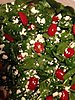 Click image for larger version

Name:	Spinach salad.jpg
Views:	716
Size:	1.11 MB
ID:	574697