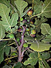 Click image for larger version

Name:	figs on tree.jpg
Views:	1058
Size:	208.4 KB
ID:	579675