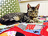 Click image for larger version

Name:	simon on quilt.jpg
Views:	1892
Size:	40.0 KB
ID:	581226