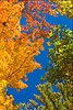 Click image for larger version

Name:	fall leaves1.jpg
Views:	1464
Size:	95.2 KB
ID:	589255