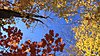 Click image for larger version

Name:	fall leaves 3.jpg
Views:	1483
Size:	182.9 KB
ID:	589256