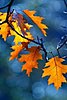 Click image for larger version

Name:	fall leaves2.jpg
Views:	1453
Size:	44.6 KB
ID:	589257