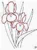 Click image for larger version

Name:	iris line drawing7.jpeg
Views:	682
Size:	140.8 KB
ID:	589587