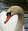 Click image for larger version

Name:	Swan close up1.jpg
Views:	69
Size:	60.6 KB
ID:	594392