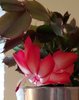 Click image for larger version

Name:	20181031 Christmas cactus bloom.bmp
Views:	1338
Size:	994.9 KB
ID:	603292