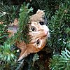 Click image for larger version

Name:	Mookie in the tree.jpeg
Views:	1666
Size:	152.4 KB
ID:	604921