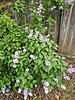 Click image for larger version

Name:	Lilac bush.jpg
Views:	61
Size:	629.8 KB
ID:	612116