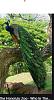 Click image for larger version

Name:	peacock in nature 4.jpg
Views:	33
Size:	27.5 KB
ID:	636555