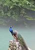 Click image for larger version

Name:	peacock in nature3.jpg
Views:	41
Size:	26.9 KB
ID:	636556
