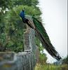 Click image for larger version

Name:	peacock in nature2.jpg
Views:	36
Size:	32.4 KB
ID:	636557