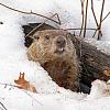 Click image for larger version

Name:	groundhog-day.jpg
Views:	15
Size:	271.1 KB
ID:	637718