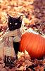 Click image for larger version

Name:	Fall Cat with scarf.jpg
Views:	13
Size:	63.9 KB
ID:	641152