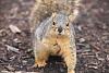 Click image for larger version

Name:	Squirrel!.jpg
Views:	40
Size:	122.5 KB
ID:	643873