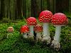 Click image for larger version

Name:	interesting-mushroom-photography-107.jpg
Views:	14
Size:	184.2 KB
ID:	648268