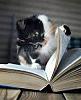 Click image for larger version

Name:	Cat reading a book.jpg
Views:	17
Size:	7.5 KB
ID:	648345