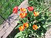 tulip-orange-p3.jpg