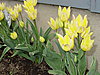 mystery-block-tulips-etc-001.jpg