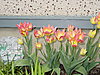tulips-001.jpg