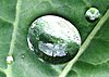 waterdrop-leaf.jpg