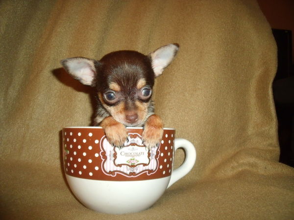 baby teacup chihuahua