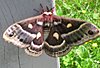 cecropia-moth-1.jpg